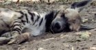 Découverte macabre à Relizane : une hyène rayée, espèce protégée, retrouvée morte