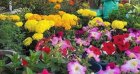 Blida, la ville des roses, ravive ses traditions avec le festival des fleurs