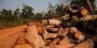 La Côte d’Ivoire se lance dans les crédits carbone pour financer sa reforestation