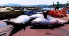 Pêche au thon rouge en Algérie : la campagne de 2024 s’annonce sous d’heureux auspices