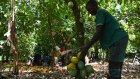 Production de cacao en Côte d'Ivoire: les défis posés par les certifications