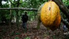 Cacao: une ONG ivoirienne alerte sur l'origine libérienne de fèves de cacao exportées par la Côte d'Ivoire