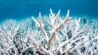 Près de Madagascar, les récifs coralliens également menacés par le phénomène de blanchissement