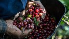 Côte d'Ivoire: les champs de café délaissés, vers une pénurie du robusta?