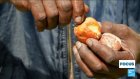 Production de noix de cajou au Kenya : plusieurs usines ne protègent pas leurs salariées
