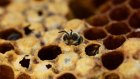 En Côte d'Ivoire, l'apiculture comme alternative au glyphosate [2/2]