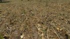 Zambie: l'agriculture dévastée par la sécheresse, le pays appelle à l'aide