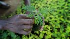 Kenya: quand la reforestation sert l'économie locale