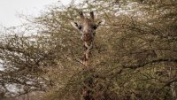 Au Kenya, des girafes «émissaires de la paix» rapprochent deux communautés rivales