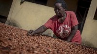 Ghana: la production de cacao en forte baisse, la perte de terres agricoles en partie responsable