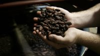 Production de cacao: «L’un des prochains booms aura lieu au Libéria»