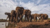 Éthiopie: Fetiya Ousman, une ranger au service des éléphants et de la population