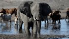 En colère contre l'Allemagne, le Botswana menace de lui expédier 20 000 éléphants