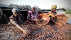 Crise du cacao en Côte d'Ivoire et au Ghana : Des livraisons compromises et des prix bas pour les agriculteurs