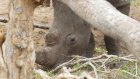 Afrique du Sud: des chercheurs rendent les cornes de rhinocéros radioactives pour empêcher le braconnage