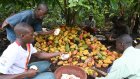 Mieux rémunérer le cacao en Côte d’Ivoire: deux organisations de planteurs se font entendre