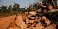 La Côte d’Ivoire se lance dans les crédits carbone pour financer sa reforestation