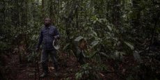 Les scientifiques appelés au chevet des forêts du bassin du Congo