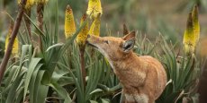 En Ethiopie, les loups butinent et pourraient contribuer à la pollinisation