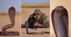 À 1 m d’un cobra prêt à bondir : Djamal Hadj Aissa capture la photo sauvage de l’année 2024