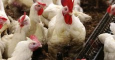 Un « petit » poulet pour un « petit » prix… La nouvelle équation du Ministère de l’Agriculture