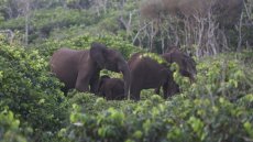 Gabon : les éléphants de forêt exaspèrent les populations rurales