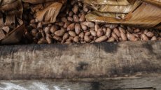 Madagascar: le Conseil national du cacao affiche un bilan exceptionnel pour sa filière en 2024