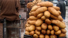 Trois personnes incarcérées pour stockage de pommes de terre