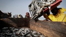 Sénégal: une caravane pour la défense de la pêche durable longe la côte