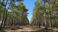 L'ANEF dément les allégations sur la destruction de plants de pins à Nador