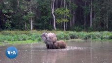 Des efforts de protections des éléphants de forêt remis en cause au Gabon