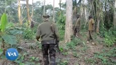 RDC : Une cinquantaine de combattants neutralisés au Nord-Kivu