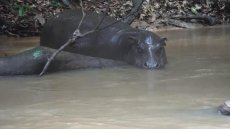 La Côte d'Ivoire veut protéger ses hippopotames pygmées, en voie d'extinction