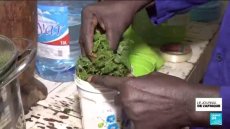 Sénégal : se soigner par les plantes, comment garantir la qualité des soins ?