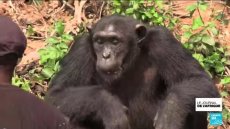 Des volontaires protègent les chimpanzés dans un sanctuaire au Cameroun