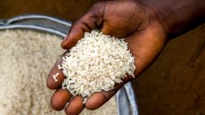 Cameroun : les femmes productrices de riz à Yagoua