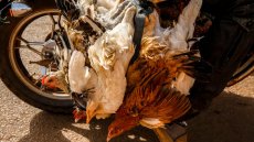 Interdiction du poulet importé: le Bénin veut remplumer l'aviculture locale