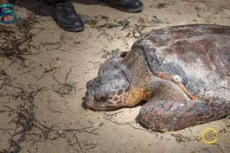 Kerkennah: Une barge-hôpital, refuge pour les tortues caouannes