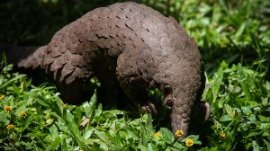 Le pangolin d'Afrique en danger